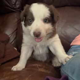 Duke - White and red male Border Collie puppy in North Lakeport, California from Wild Rose Ranch