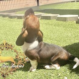 Dachshund Puppies from Queen Bee Doxies