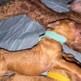 Boy 4 - Apricot male Poodle puppy in Milan, Tennessee from Twin Oak Goldendoodles