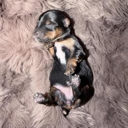 Girl 1 - Black and tan female Yorkshire Terrier puppy in Richland County, South Carolina from Nesha's Pawrific Tails