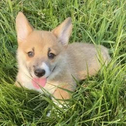 Pembroke Welsh Corgis from Tennessee Star Kennels
