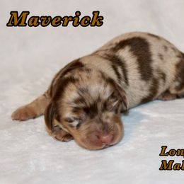 Maverick - Dapple male Dachshund puppy in Paris, Texas from Kuttin’ Up Mini Aussies