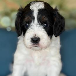Vance - Black and white male Cockapoo puppy in Yuciapa, California from AlltheDoodlez_