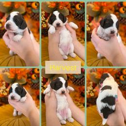 Harvest - Parti male Goldendoodle puppy in Decatur, Tennessee from Diamond's Doodles