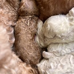 Australian Labradoodle, Bernedoodle, Double Doodle, Goldendoodle, and Poodle Puppies from Karlas Pet Rendezvous
