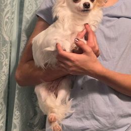 Bitsy - Chihuahua