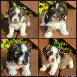 Havanese Puppies from Hoppy Havanese
