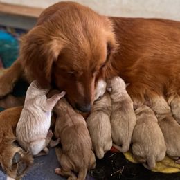 Rosa - Golden Retriever