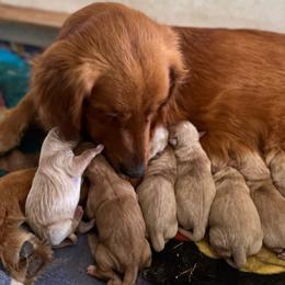 Rosa - Golden Retriever