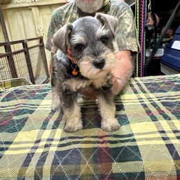 Vince - Salt and pepper male Miniature Schnauzer puppy in Comanche, Texas from Circle R Sidney
