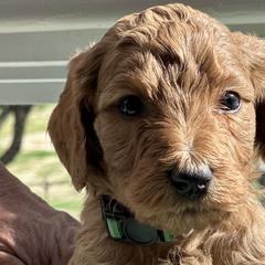 Buddy F1BB - Red  Goldendoodle puppy in Rancho Murieta, California from Caryn’s classy doodles