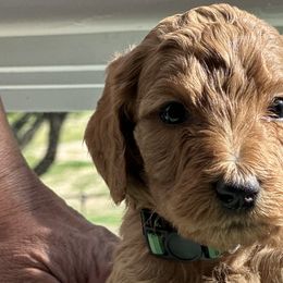 Buddy F1BB - Red  Goldendoodle puppy in Rancho Murieta, California from Caryn’s classy doodles