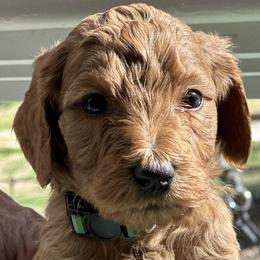 Buddy F1BB - Red  Goldendoodle puppy in Rancho Murieta, California from Caryn’s classy doodles