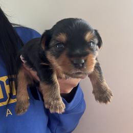 Chip - Black and tan male Yorkshire Terrier puppy in Georgia from Diddly Dog Company