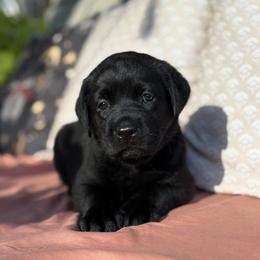 Aspen - Black female Labrador Retriever puppy in Rocky Top, Tennessee from Rocky Top Retrievers