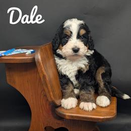 Dale - Tri-color male Bernedoodle puppy in Lancaster, Minnesota from Richardville Hunde