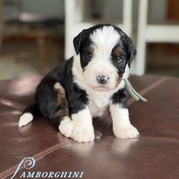 Lamborghini - Tri-color male Bernedoodle puppy in Henry, Illinois from Rowe Farms Doodles