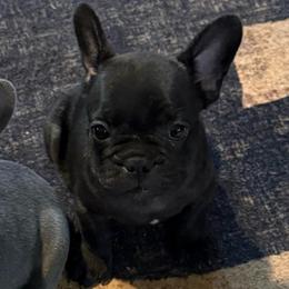 Green collar - Brindle female French Bulldog puppy in Livingston, Texas from Drake Home Frenchies