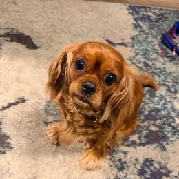 Ruby - Cavalier King Charles Spaniel