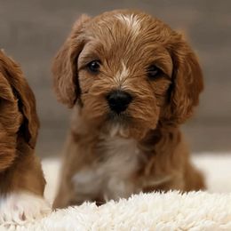 Cavapoos from Cherish Puppies