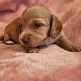 Female - Red female Dachshund puppy in Trade, Tennessee from TN Miniature Dachshunds & Basset Hounds