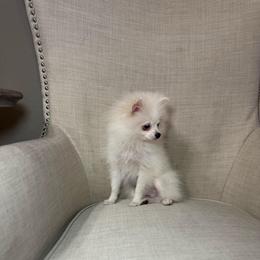 Arrow - White male Pomeranian puppy in Phoenix, Arizona from Luxpomz