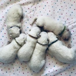 Samoyed Puppies from Morning Star Samoyeds