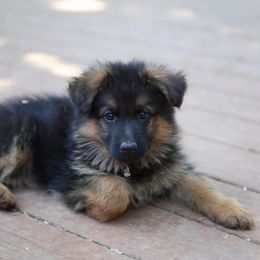 German Shepherd Puppies from H German Shepherds