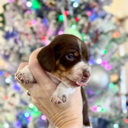 Chip - Piebald male Dachshund puppy in Gentry, Arkansas from Sweet As Pie Doxies