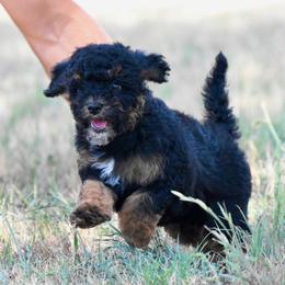 Buzz - Tri-color male Cavapoo puppy in Checotah, Oklahoma from Blue Hue Aussies