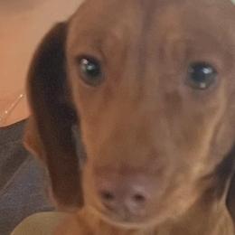Mazie - Dachshund