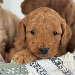 Beau - Apricot male Goldendoodle puppy in Strasburg, Virginia from Shenandoah Valley Doodles