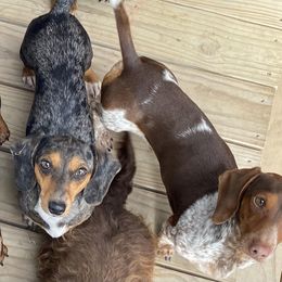 Sterling - Dachshund