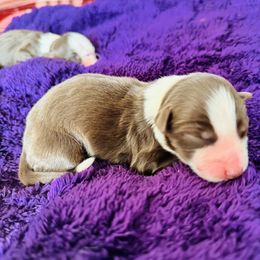 Cookie - Red tri-color female Australian Shepherd puppy in Charlotte, North Carolina from Awesome Aussies