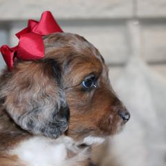 Australian Mountain Doodle, Australian Shepherd, Bernedoodle, Labradoodle, and Poodle Puppies from Island View Poodles & Doodles