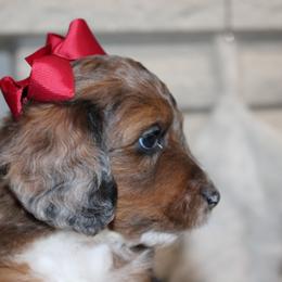 Australian Mountain Doodle, Australian Shepherd, Bernedoodle, Labradoodle, and Poodle Puppies from Island View Poodles & Doodles