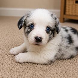 Wade - Blue merle and white male Cardigan Welsh Corgi puppy in Kerens, West Virginia from Leather & Lace