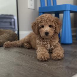 Poodle Puppies from Bruno & Co. Puppies