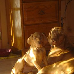 Vizsla Puppies from Mill Pond Farm Vizslas