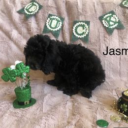 Cockapoo Puppies from Puppy Love