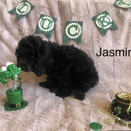 Cockapoo Puppies from Puppy Love