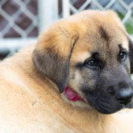 Anatolian Shepherd Dog Puppies from Fiddler’s Dream Anatolians