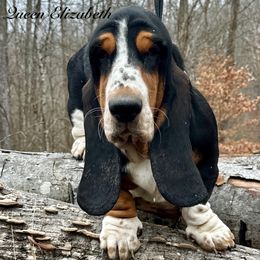 Lizzie - Basset Hound