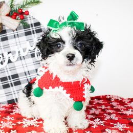 Sasha - Parti female Poodle puppy in Hugo, Oklahoma from Ann R.