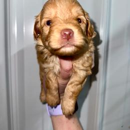 Rosie - Apricot female Aussiedoodle puppy in Science Hill, Kentucky from Southern Paws Kennels