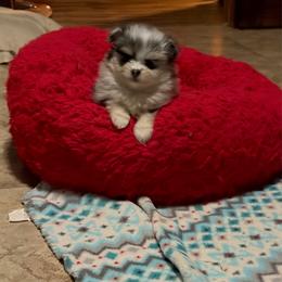 Female - Blue merle female Pomeranian puppy in Indiana from Unique Uprisings