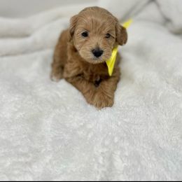 Maltipoo Puppies from Piper N Penny