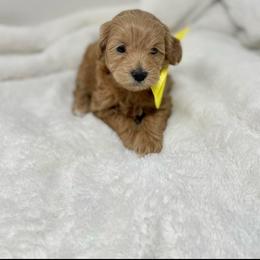Maltipoo Puppies from Piper N Penny