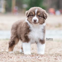 Pac-Man - Red tri-color male Australian Shepherd puppy in Woodford, Virginia from Skyborne Australian Shepherds