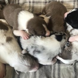 Border Collie Puppies from By Design Farm